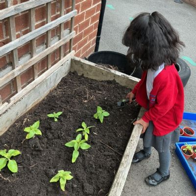 Planting our Sunflowers 🌻🪏