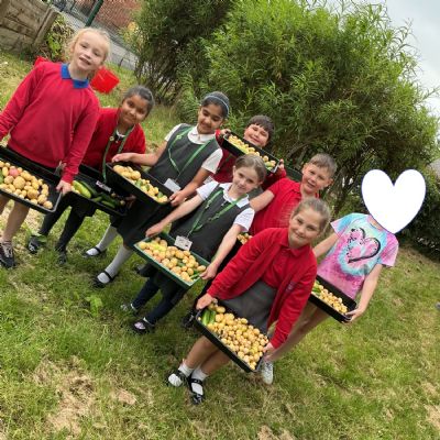 Digging Up Delicious Discoveries!🌱🥔🥒👏