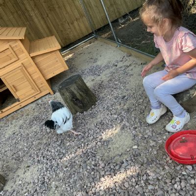 New Home for the chickens! 🐥🌿