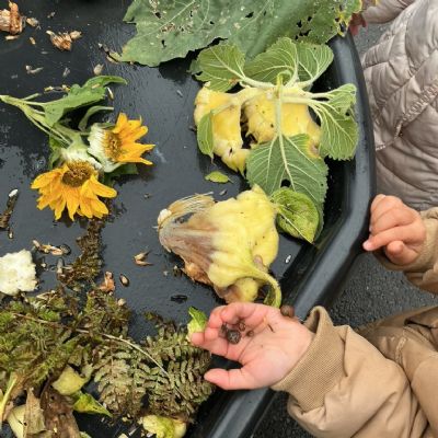 Sunflower seeds and snails 🌻🐌💛